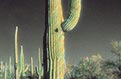 Infrared by ©Vallarie Enriquez Saguaro